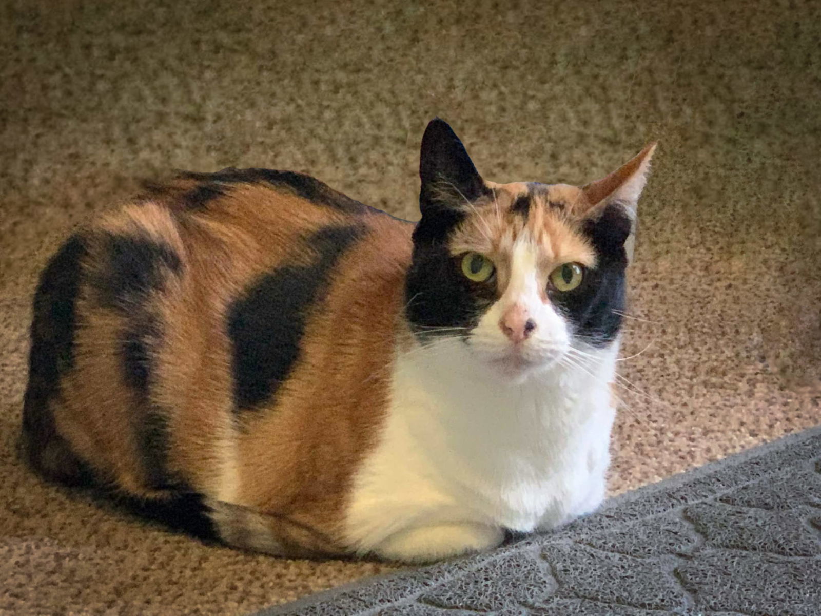 Kabuki, an adoptable Calico in Locust Grove, GA, 30248 | Photo Image 2