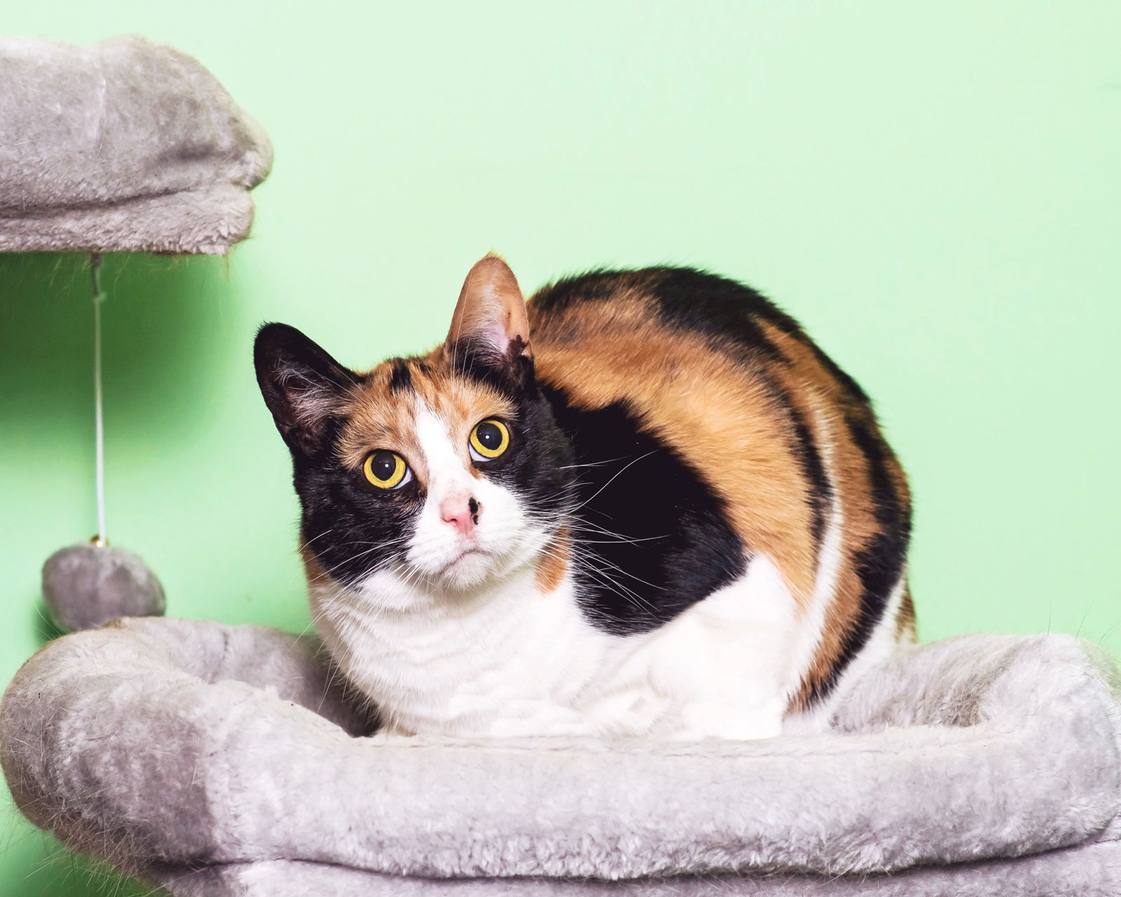 Kabuki, an adoptable Calico in Locust Grove, GA, 30248 | Photo Image 3