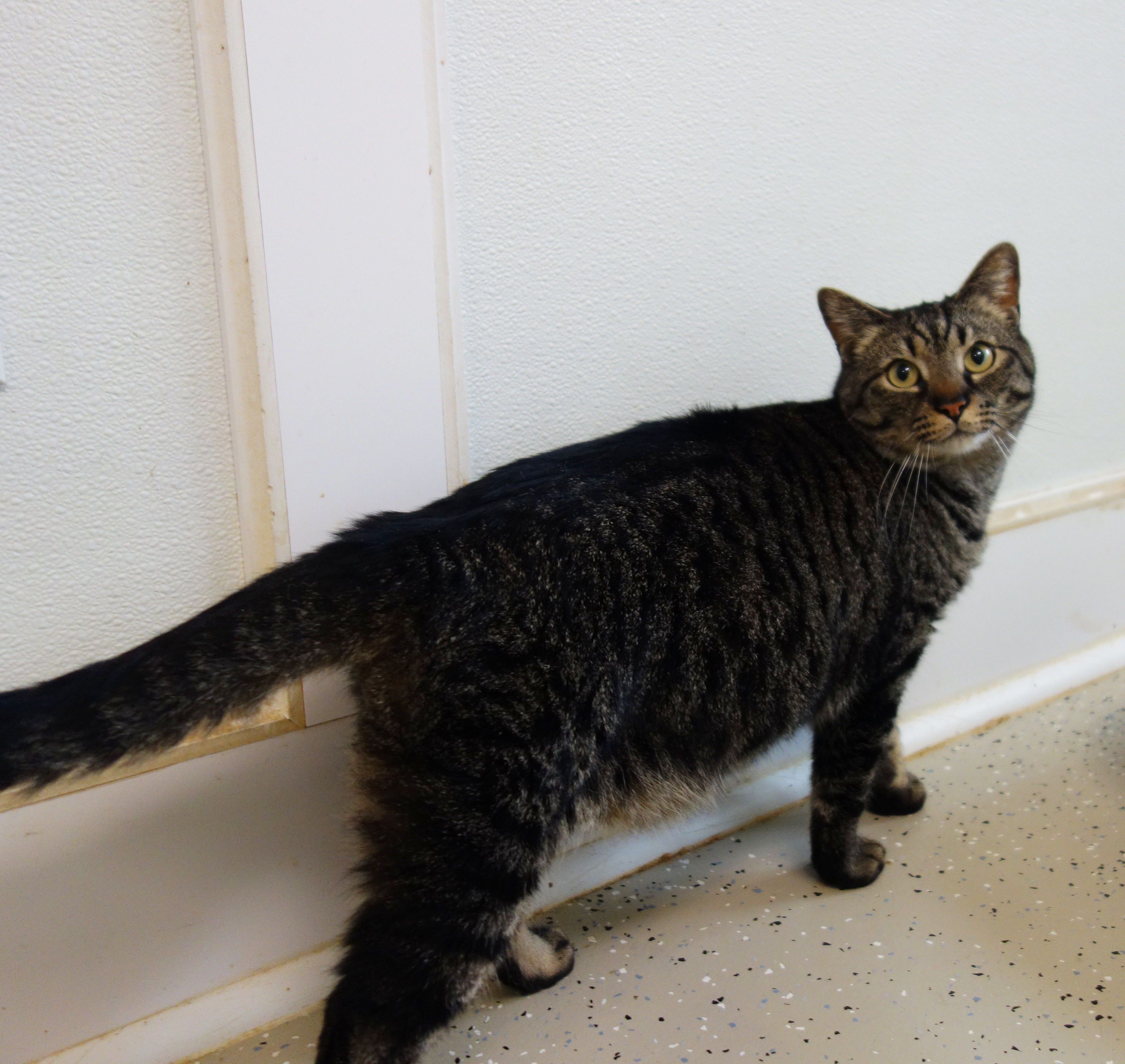 Victor, an adoptable Domestic Short Hair in Gouldsboro, PA, 18424 | Photo Image 3
