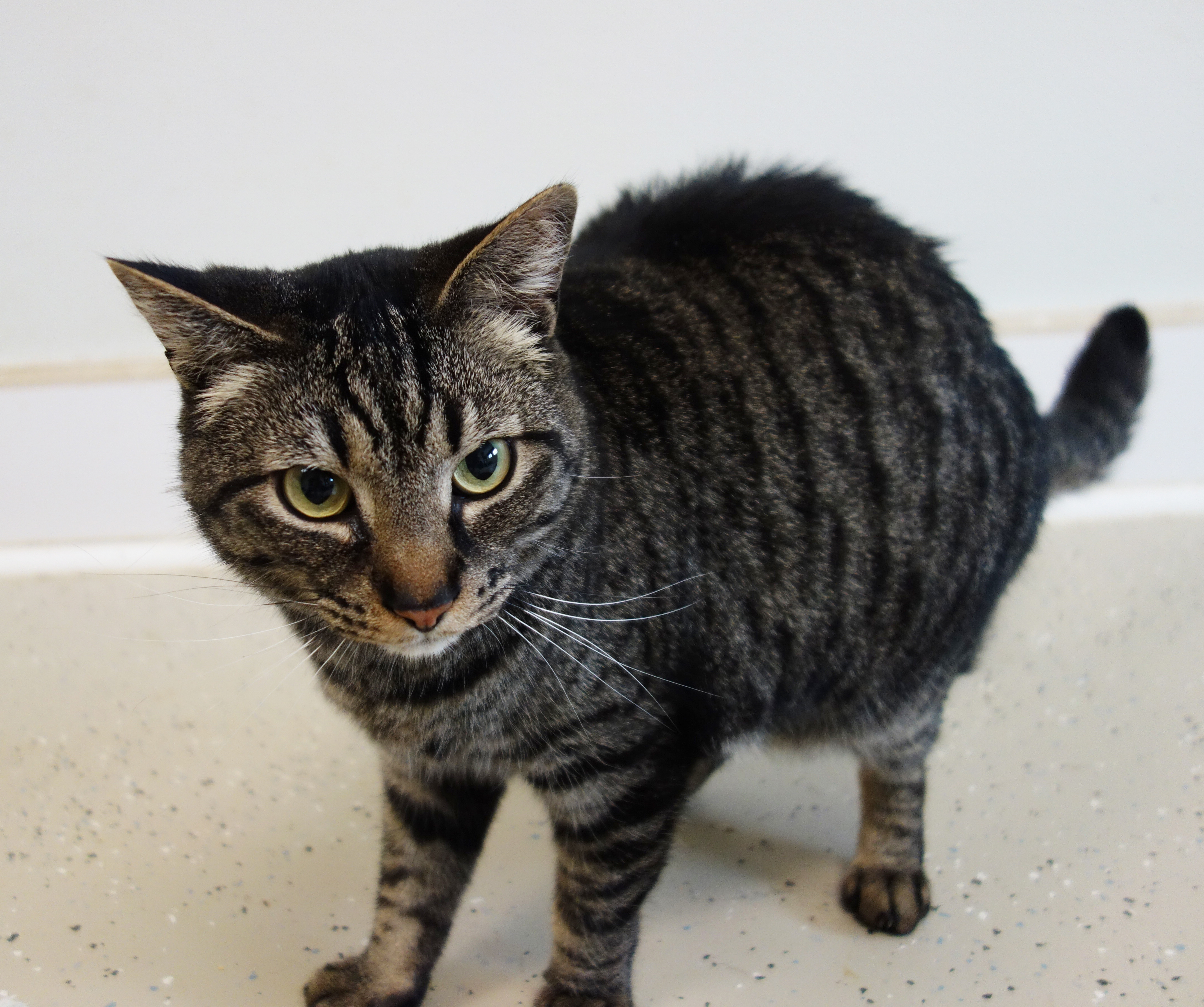Victor, an adoptable Domestic Short Hair in Gouldsboro, PA, 18424 | Photo Image 1