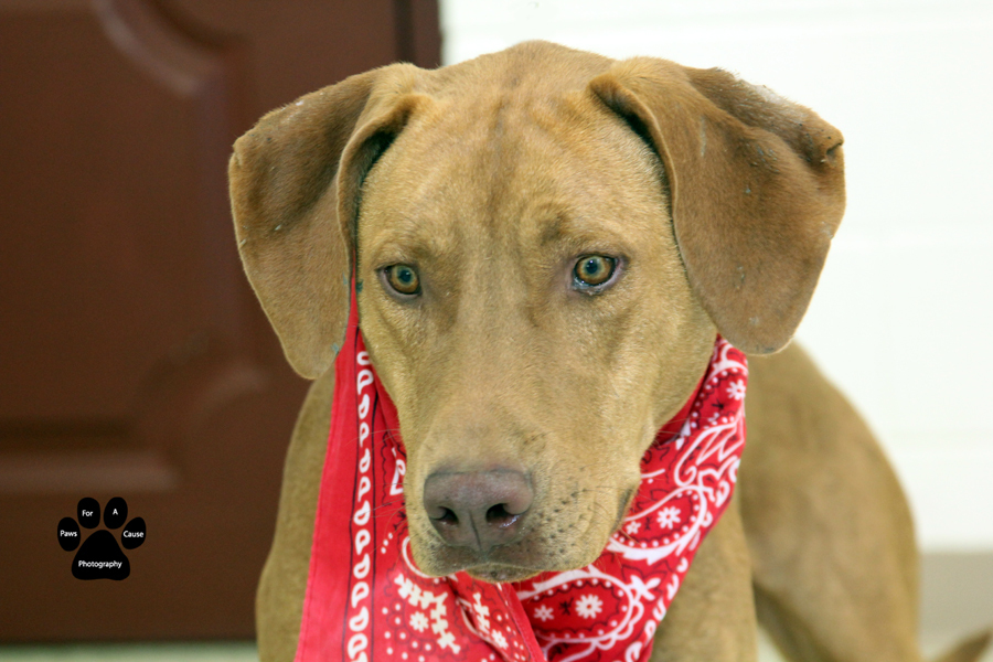 Smiley-- IN TRAINING--SEE VIDEO, an adoptable Vizsla in Quincy, MI, 49082 | Photo Image 2