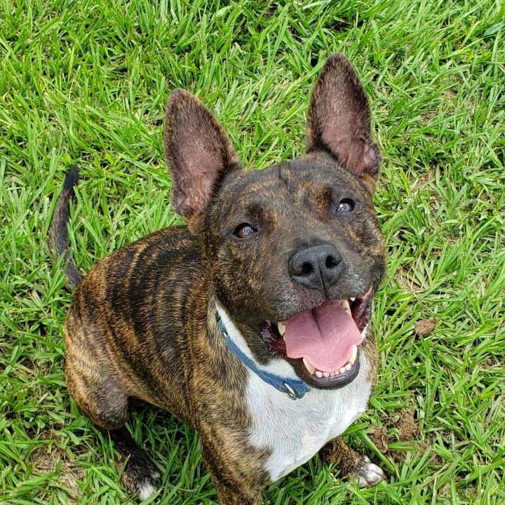 Henry, an adoptable Mixed Breed in LEHIGH ACRES, FL_image-3