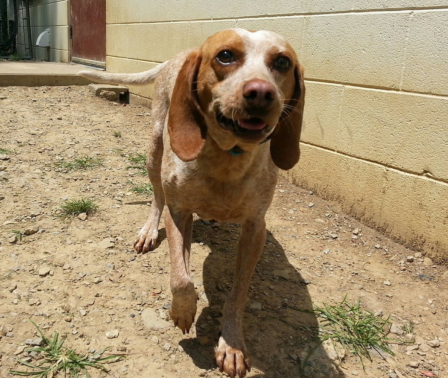 Penny aka Shirley Temple, an adoptable Hound in Shinnston, WV, 26431 | Photo Image 2