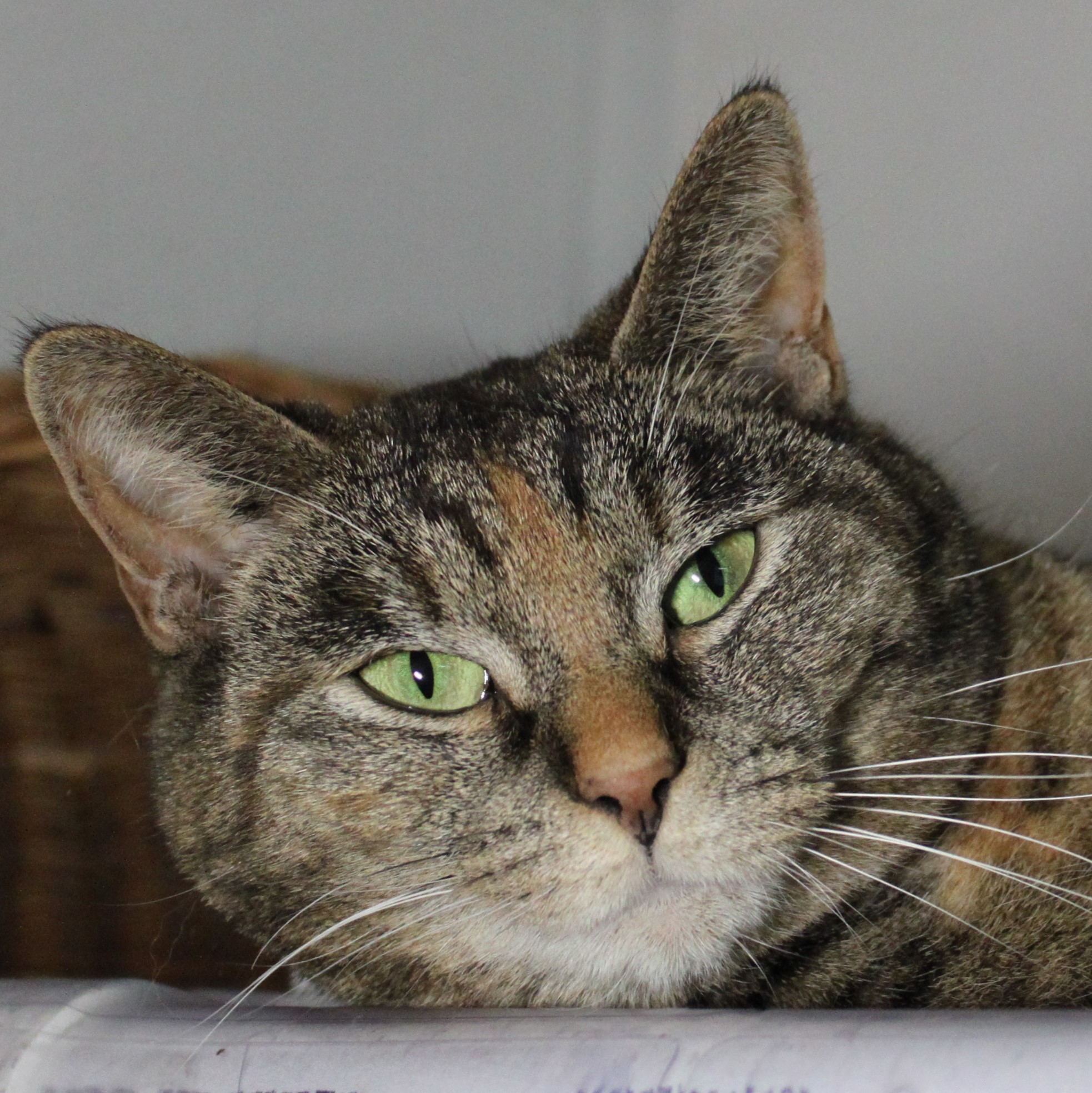 Lyla, an adoptable Domestic Short Hair in Portsmouth, OH, 45662 | Photo Image 1