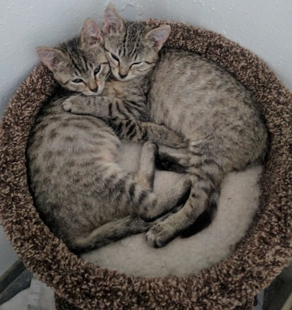Millie and Nora, an adopted Domestic Short Hair Mix in Stanford, CA_image-1