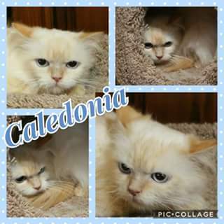 Caledonia (Callie)(Update!) 5