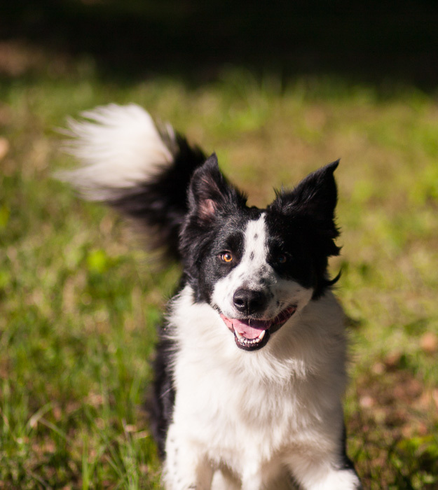 Dog for adoption Fergus, a Border Collie & Australian Shepherd Mix in The Woodlands, TX | Petfinder