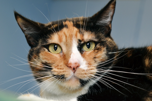 Mouse, an adoptable Domestic Short Hair in Sanford, FL, 32773 | Photo Image 3