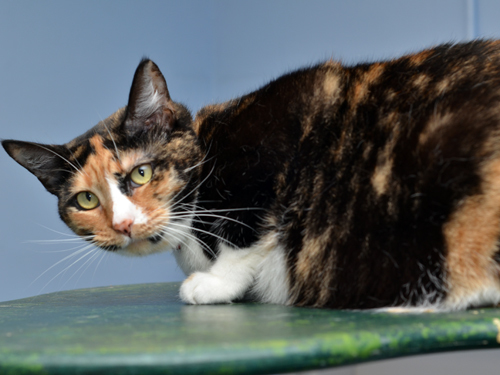 Mouse, an adoptable Domestic Short Hair in Sanford, FL, 32773 | Photo Image 4