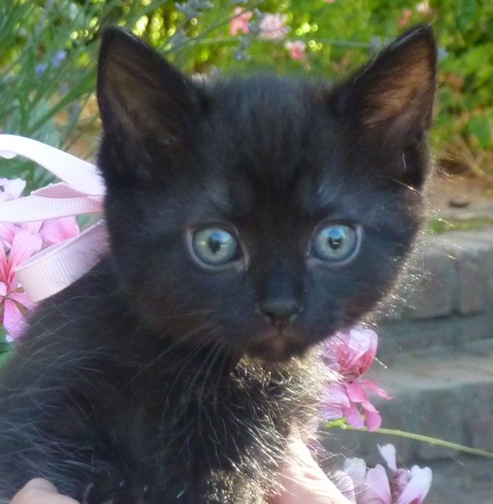 Onyx, an adopted Domestic Short Hair Mix in Stanford, CA_image-2
