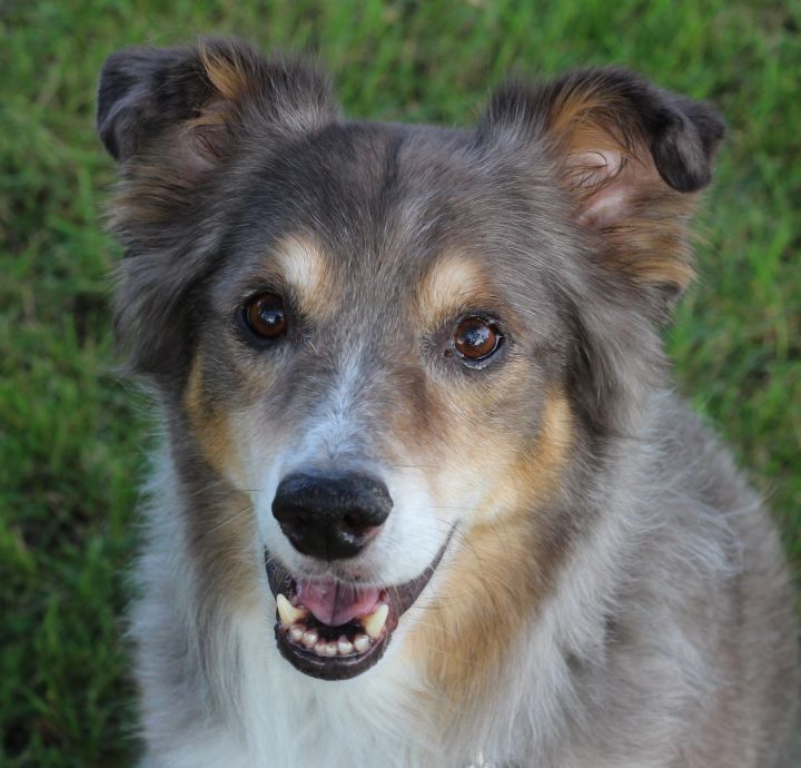 Jackson - No longer accepting applications, an adopted Australian Shepherd Mix in Minneapolis, MN_image-2
