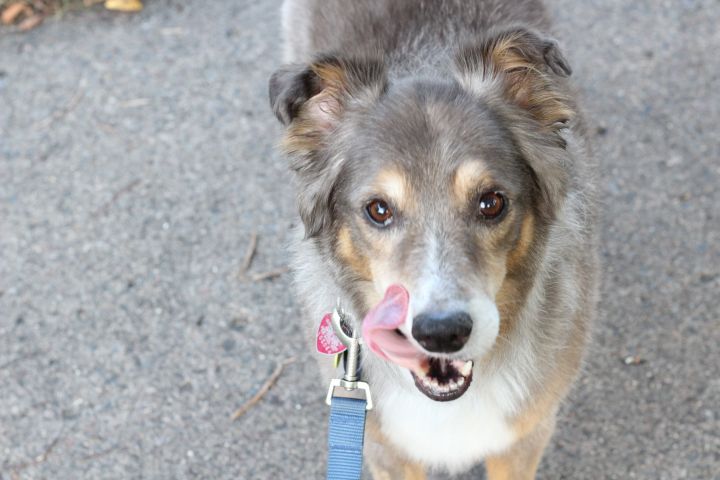 Jackson - No longer accepting applications, an adopted Australian Shepherd Mix in Minneapolis, MN_image-3
