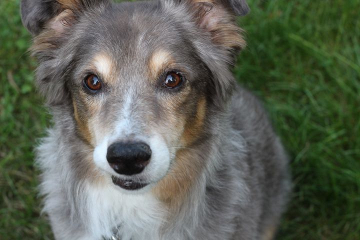Jackson - No longer accepting applications, an adopted Australian Shepherd Mix in Minneapolis, MN_image-1