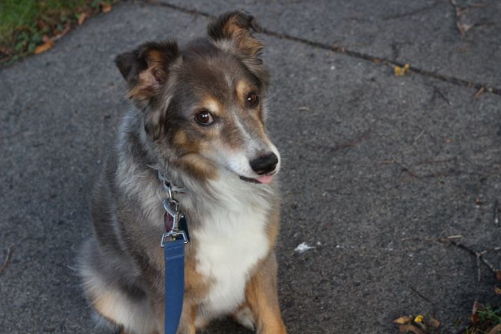 Jackson - No longer accepting applications, an adopted Australian Shepherd Mix in Minneapolis, MN_image-4