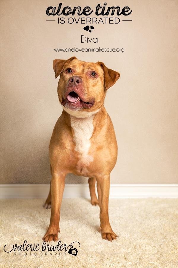 Diva, an adoptable Labrador Retriever in Blackwood, NJ, 08012 | Photo Image 2