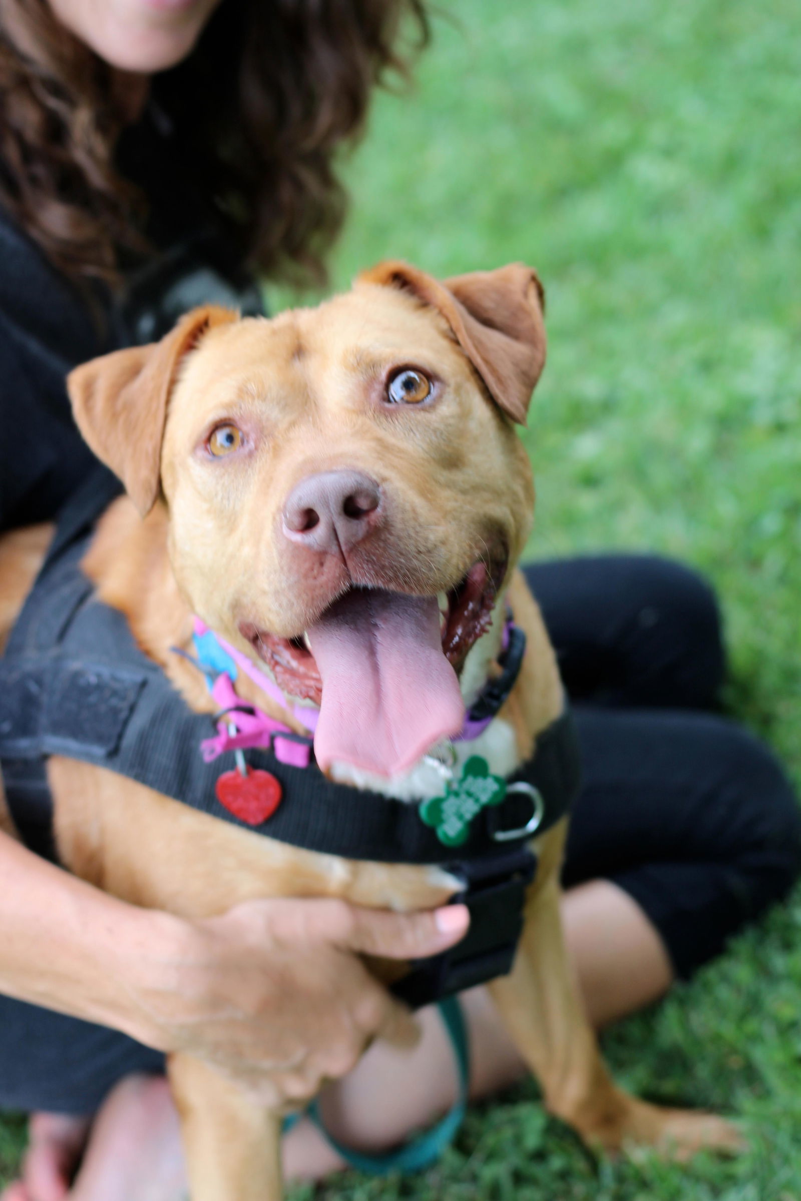 Diva, an adoptable Labrador Retriever in Blackwood, NJ, 08012 | Photo Image 1