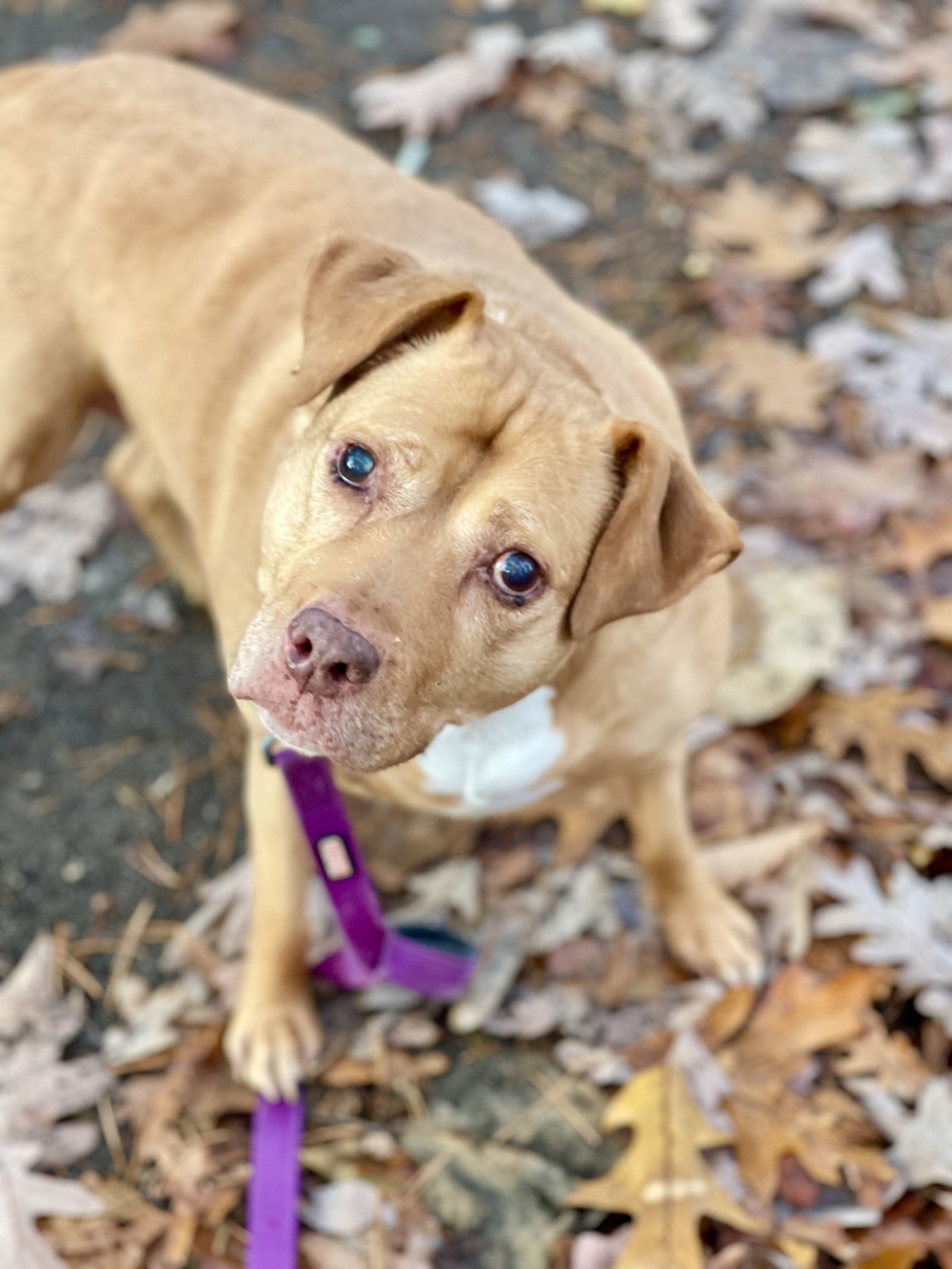 Diva, an adoptable Labrador Retriever in Blackwood, NJ, 08012 | Photo Image 3