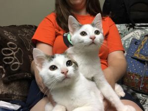 Misty and Pan (the Wise kittens)