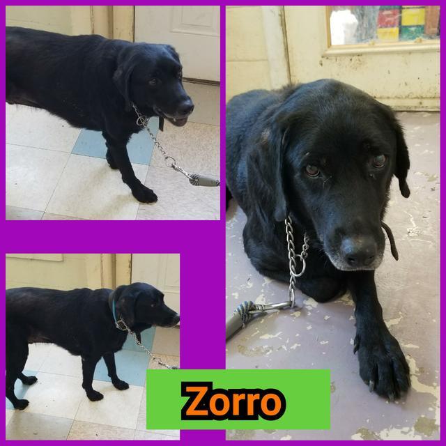 Zorro detail page