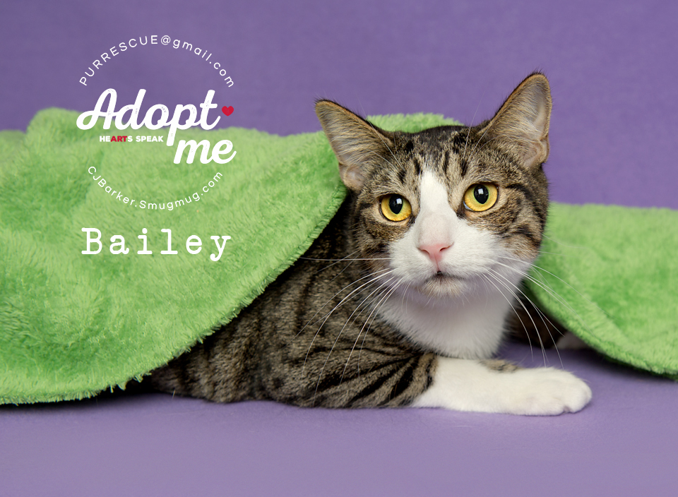 Bailey, an adoptable Domestic Short Hair in Pearland, TX, 77584 | Photo Image 2