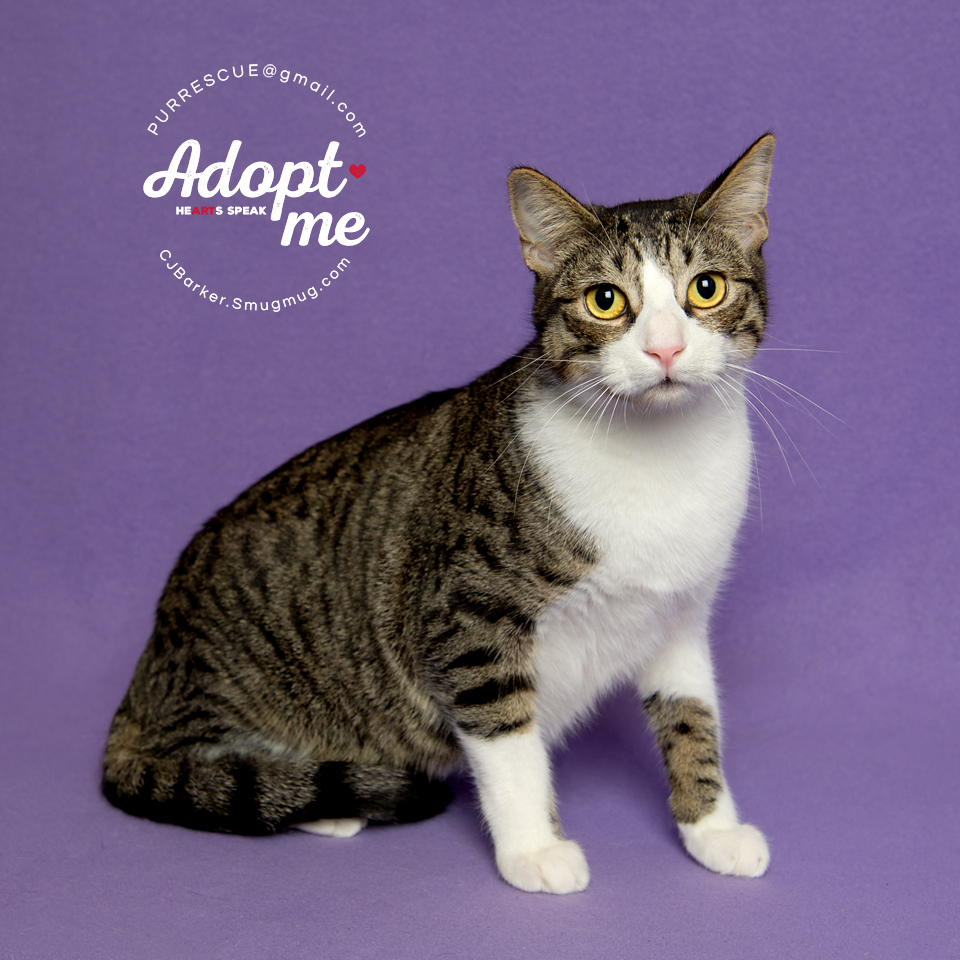 Bailey, an adoptable Domestic Short Hair in Pearland, TX, 77584 | Photo Image 3