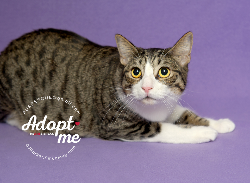 Bailey, an adoptable Domestic Short Hair in Pearland, TX, 77584 | Photo Image 5