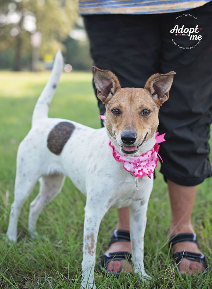 Maya, an adopted Parson Russell Terrier & Australian Cattle Dog / Blue Heeler Mix in Kingwood, TX_image-3