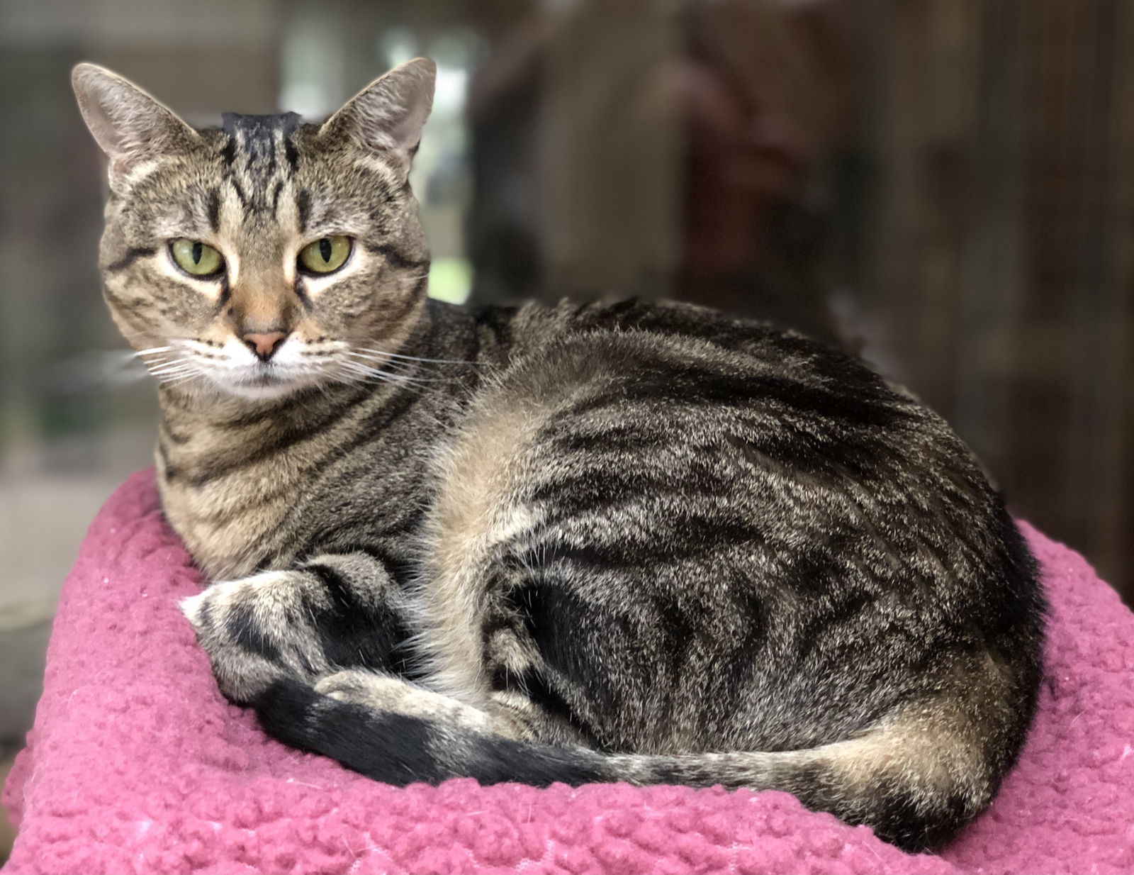 Bast, an adoptable Domestic Short Hair in Texarkana, TX, 75503 | Photo Image 1