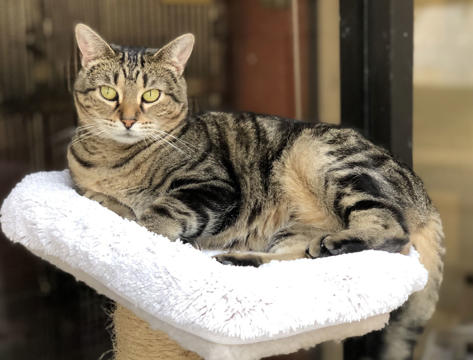 Bast, an adoptable Domestic Short Hair, Tabby in Texarkana, TX, 75503 | Photo Image 2