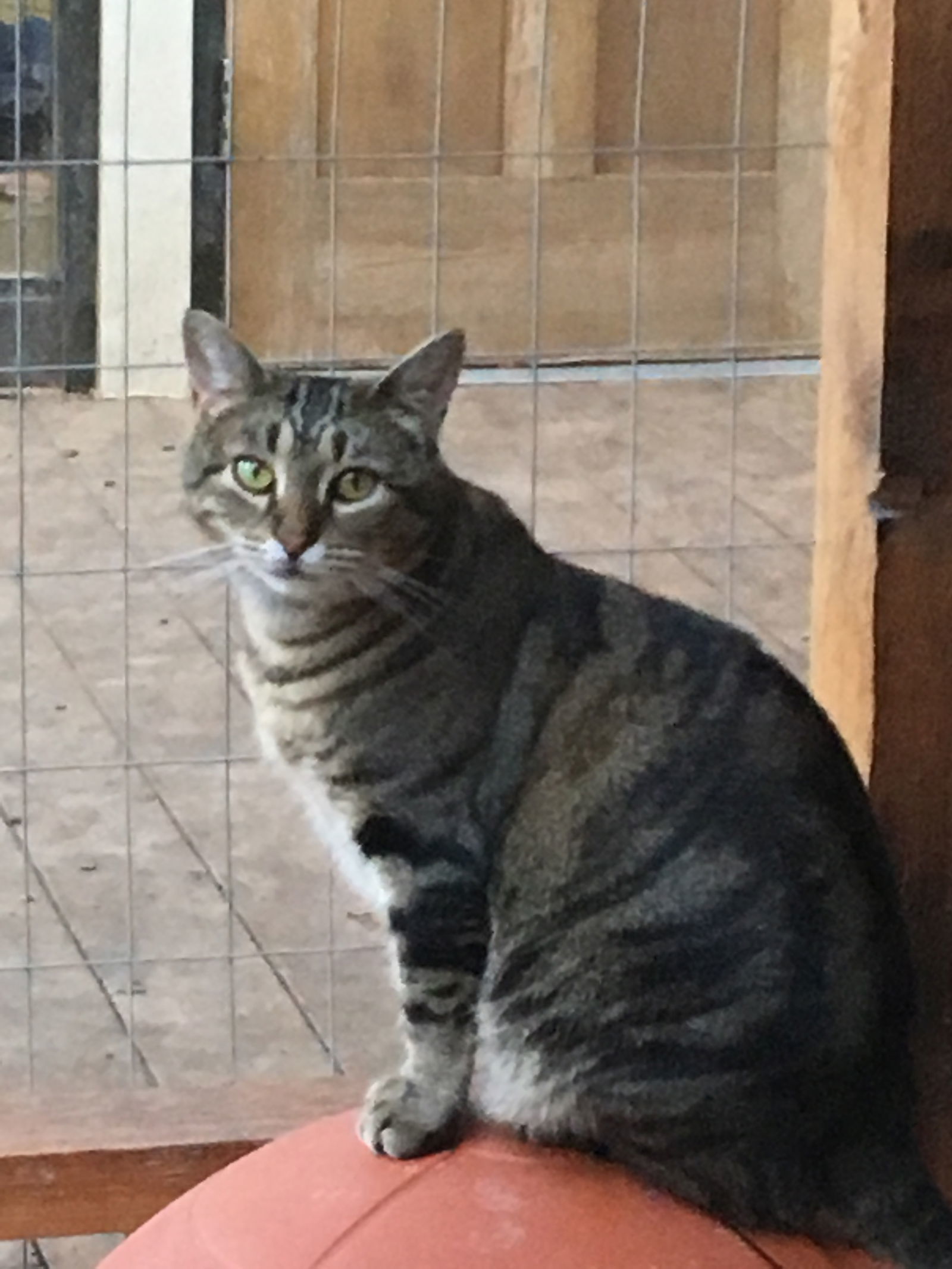 Bast, an adoptable Domestic Short Hair, Tabby in Texarkana, TX, 75503 | Photo Image 3