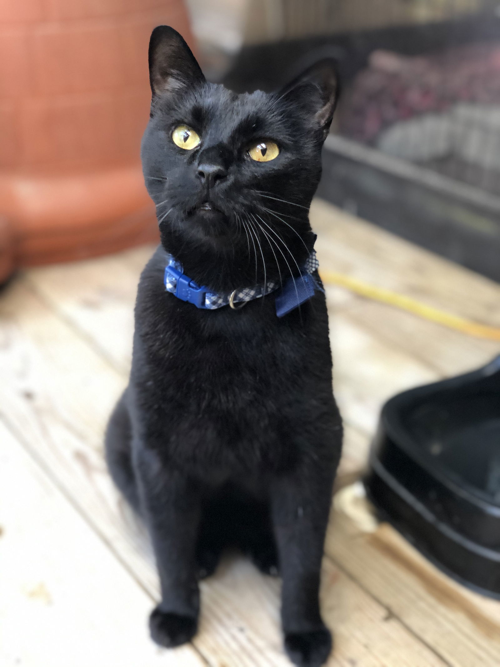 Angelo, an adoptable Domestic Short Hair in Texarkana, TX, 75503 | Photo Image 1