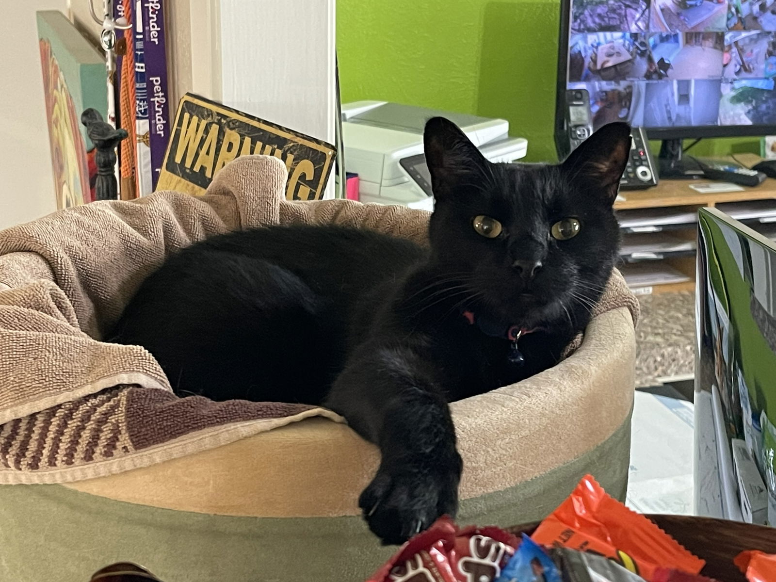 Angelo, an adoptable Domestic Short Hair in Texarkana, TX, 75503 | Photo Image 1