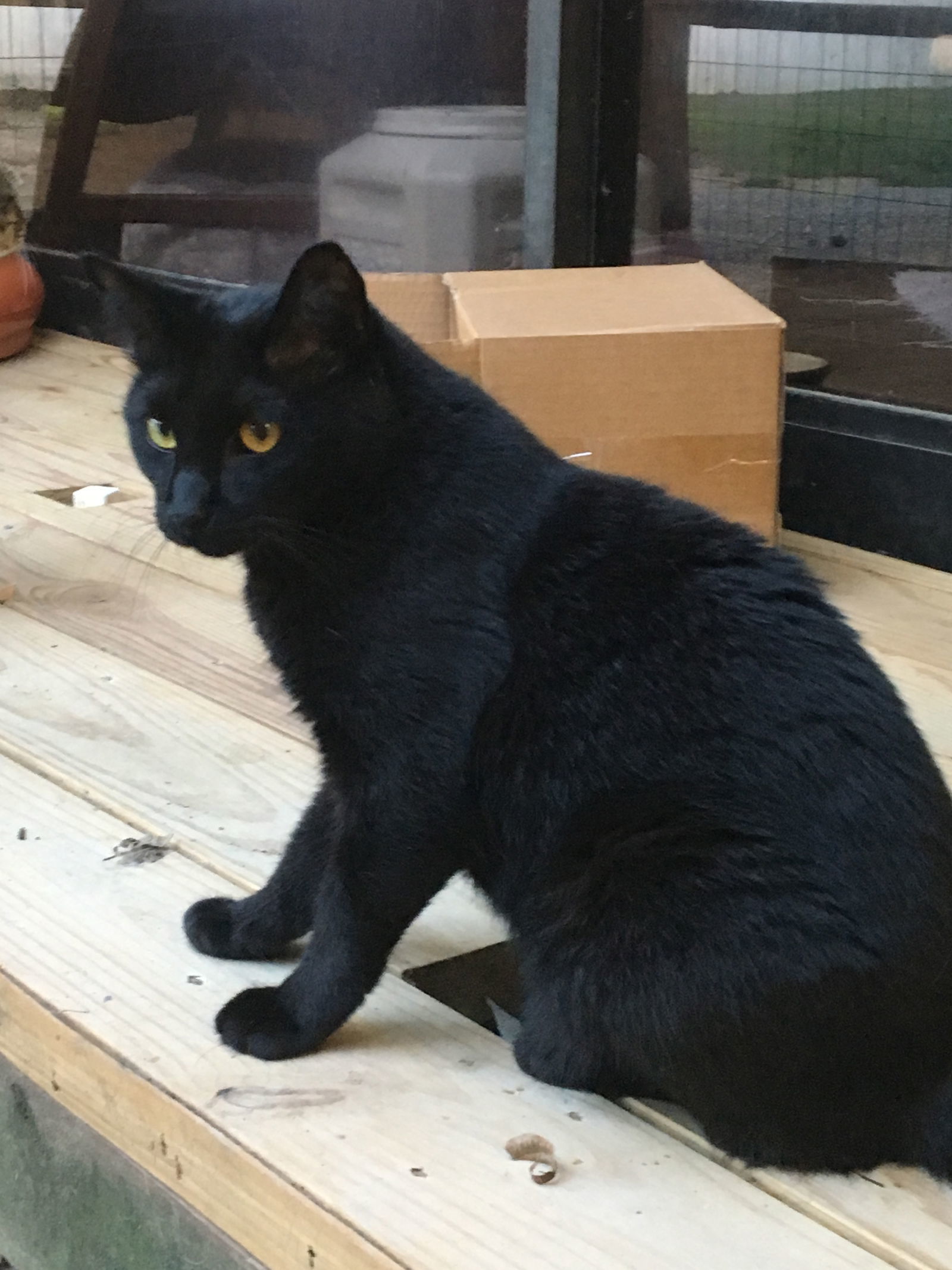 Angelo, an adoptable Domestic Short Hair in Texarkana, TX, 75503 | Photo Image 2