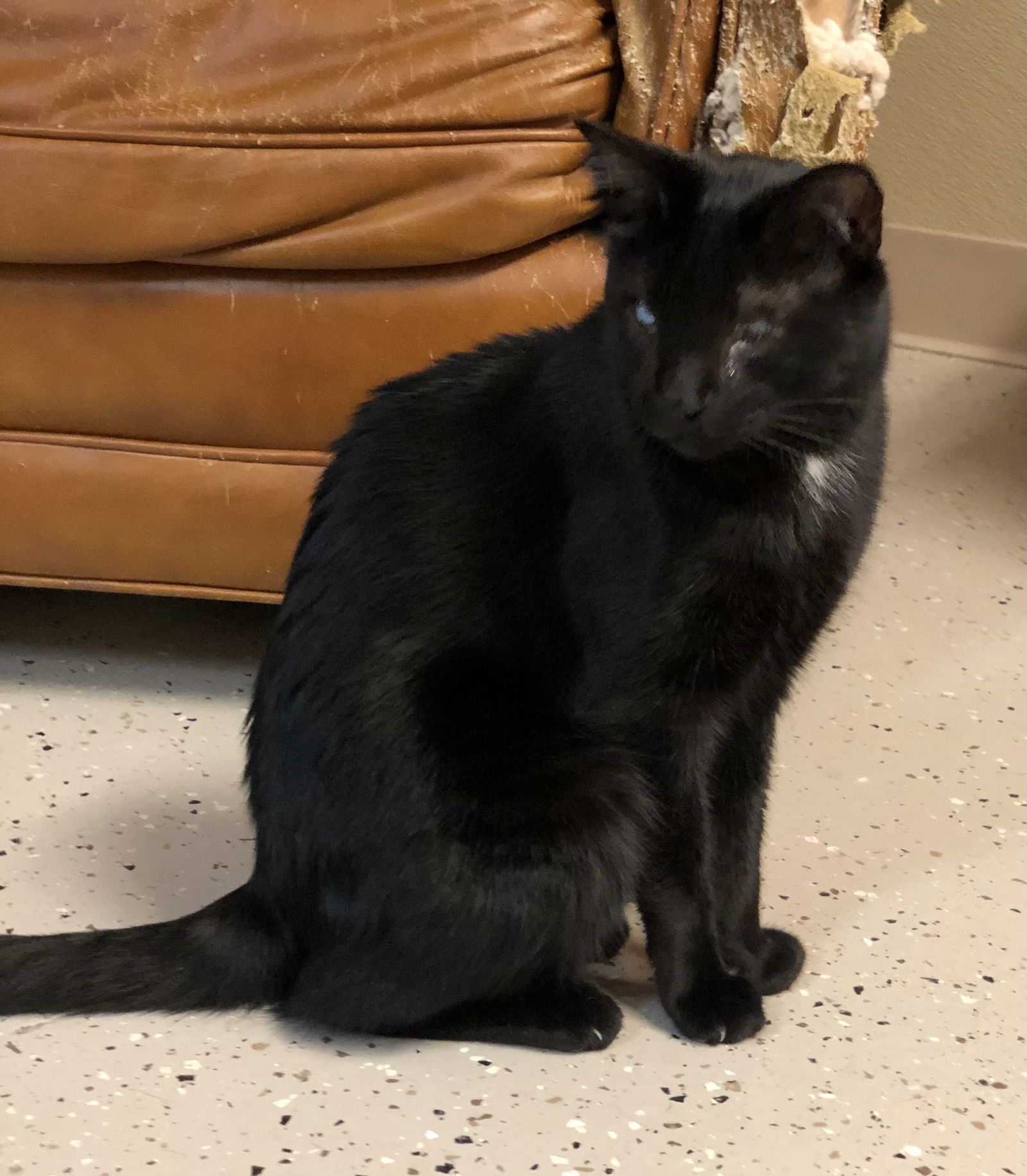 Dr. "Susie" Seuss, an adoptable Domestic Short Hair in Texarkana, TX, 75503 | Photo Image 1