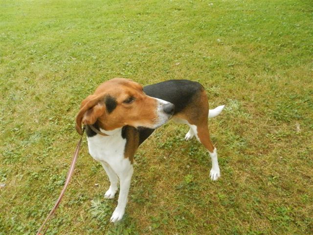 Jimmy, an adoptable Foxhound in Jefferson, OH, 44047 | Photo Image 2
