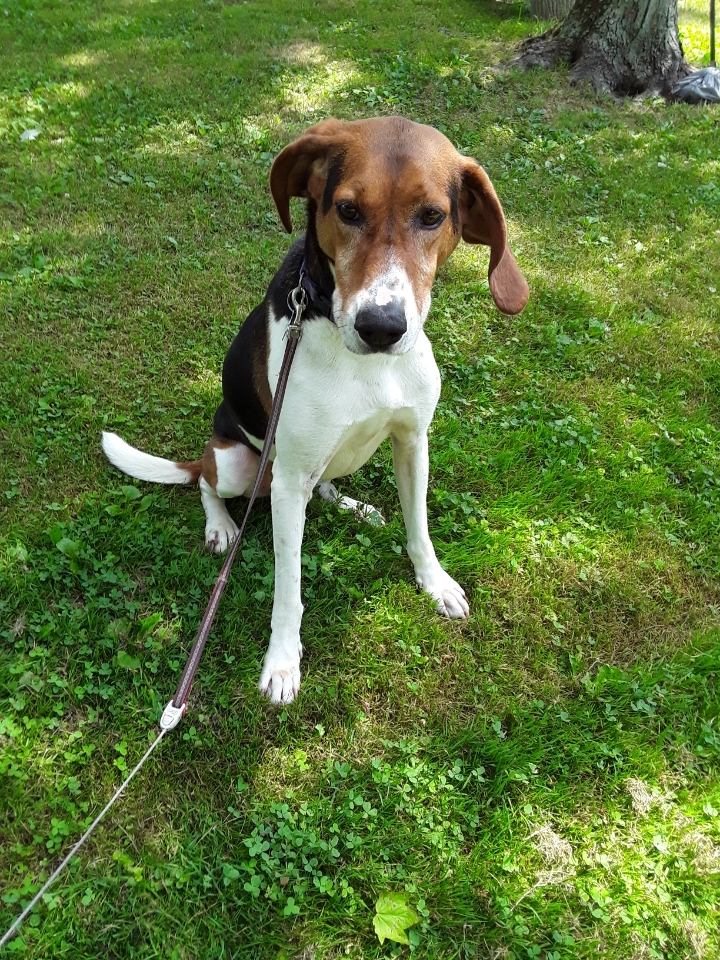 Jimmy, an adoptable Foxhound in Jefferson, OH, 44047 | Photo Image 3