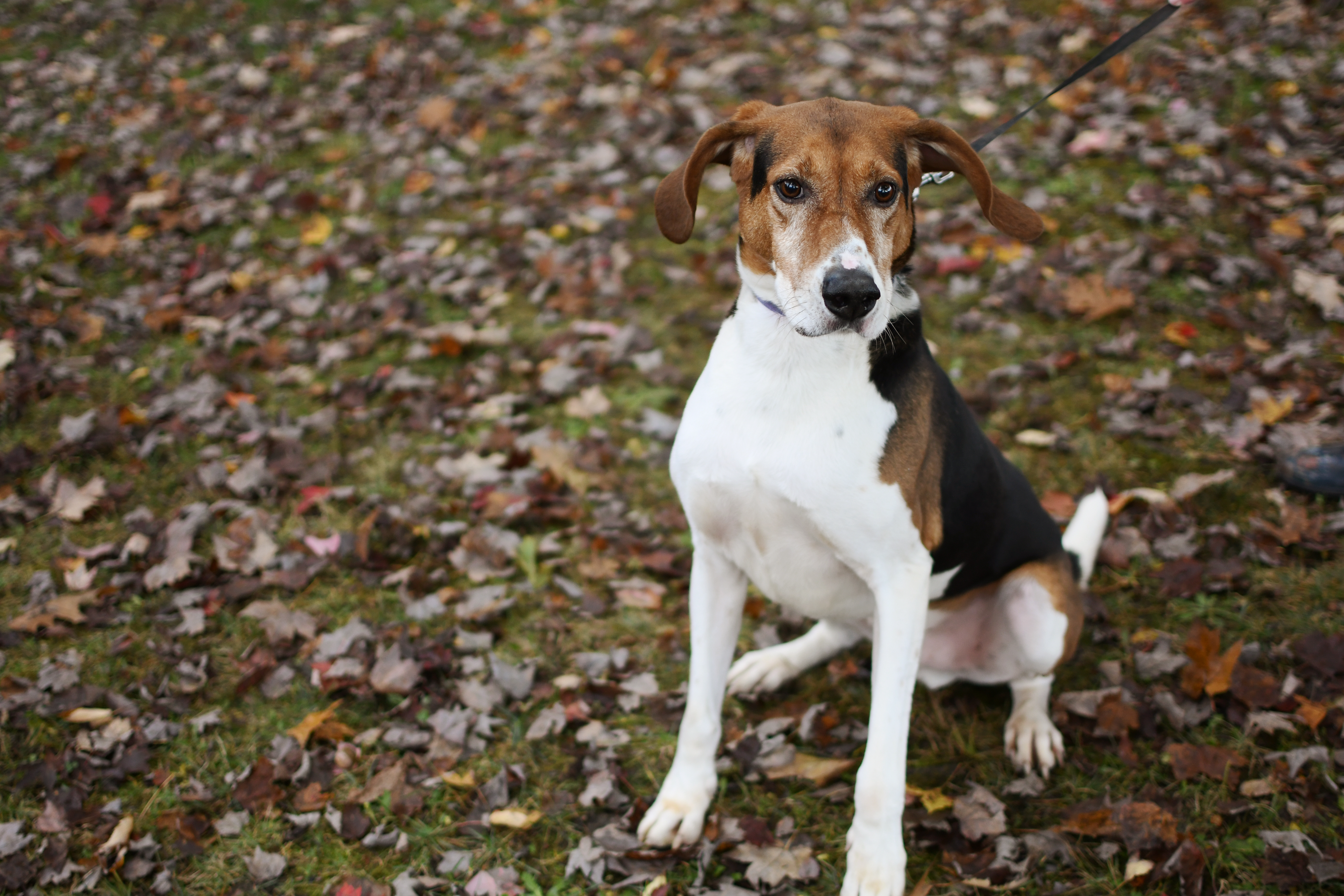 Jimmy, an adoptable Foxhound in Jefferson, OH, 44047 | Photo Image 1