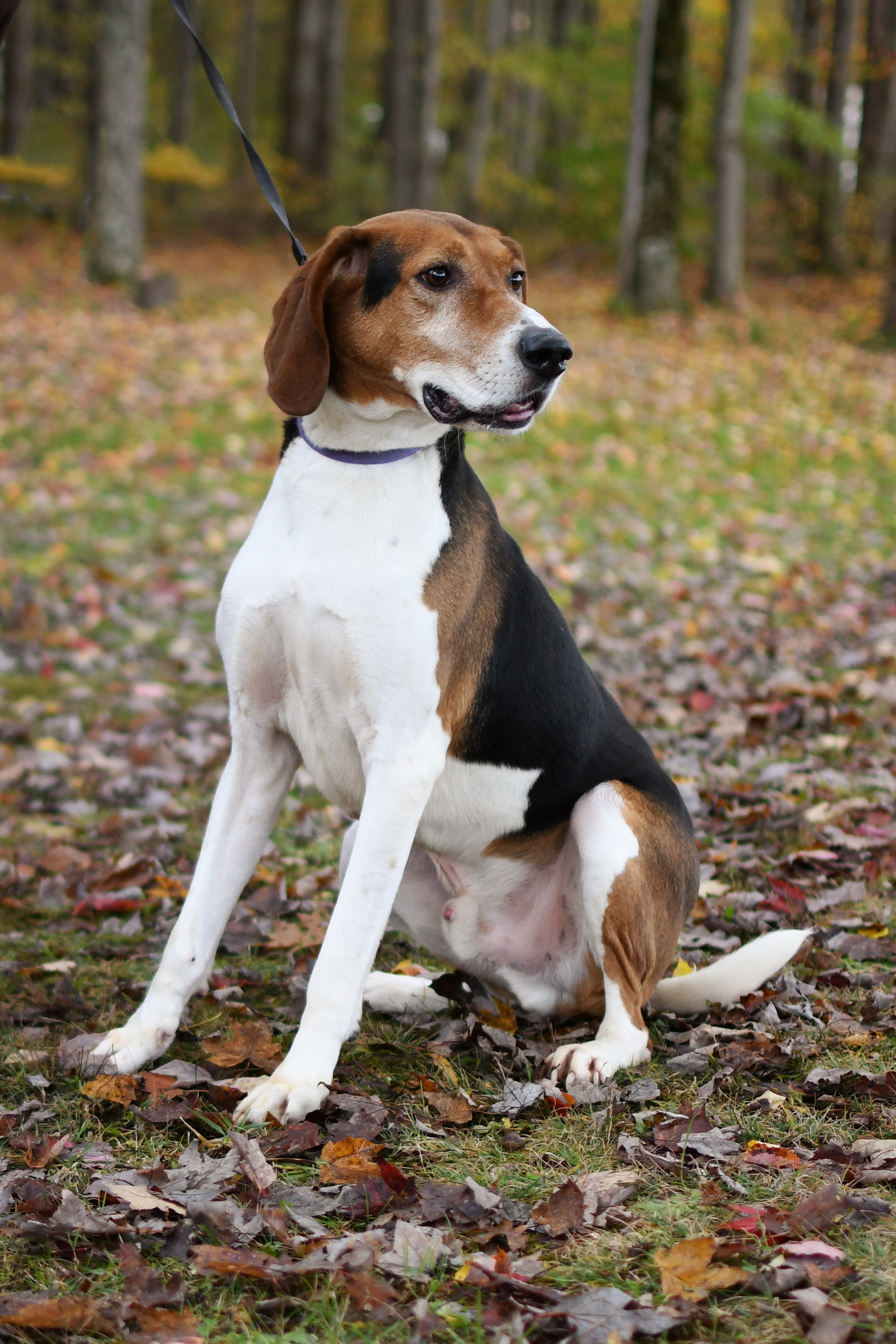Jimmy, an adoptable Foxhound in Jefferson, OH, 44047 | Photo Image 4