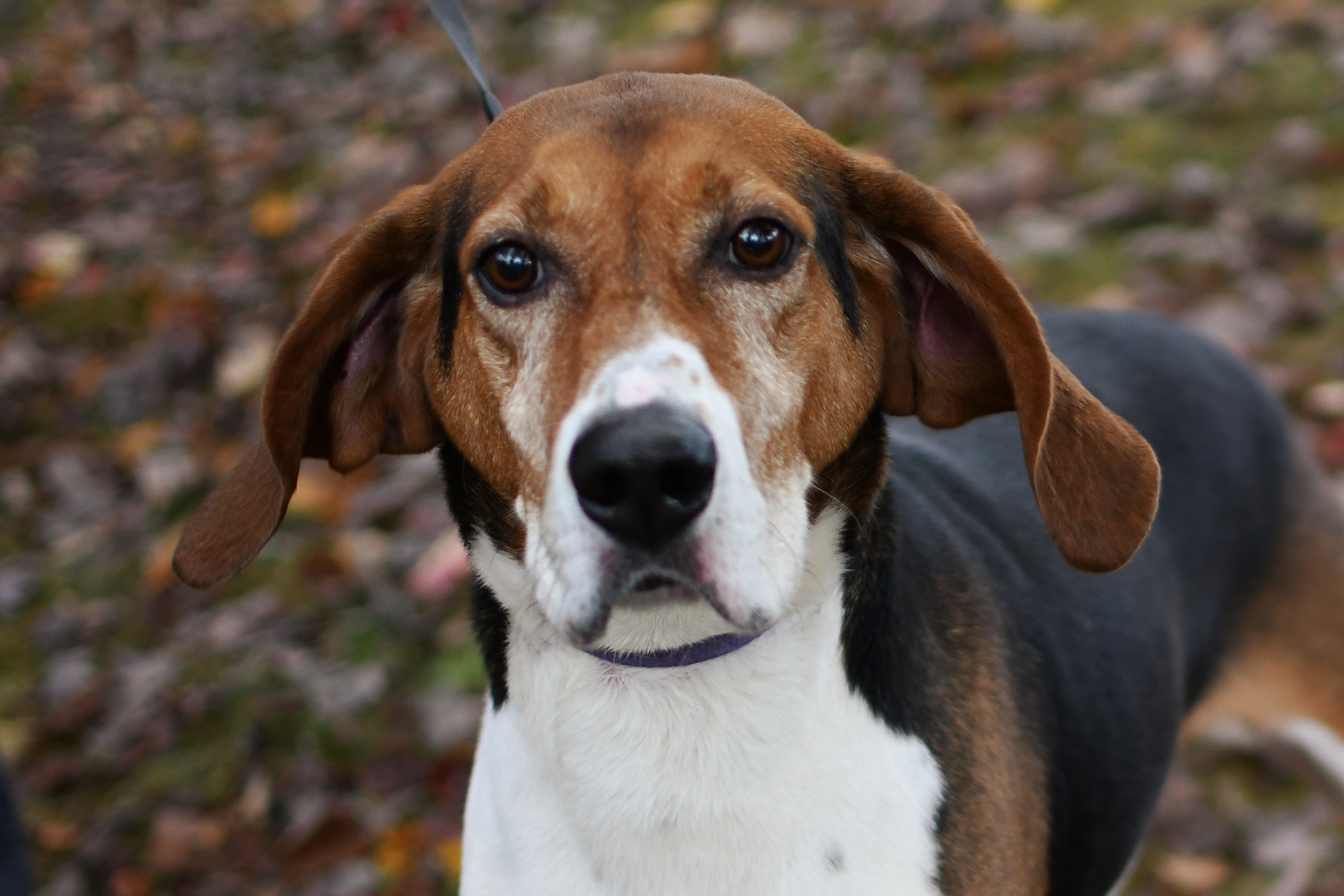 Jimmy, an adoptable Foxhound in Jefferson, OH, 44047 | Photo Image 5