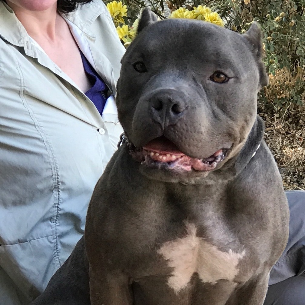 BRAD PIT, an adoptable Pit Bull Terrier in Woodland, CA, 95695 | Photo Image 1