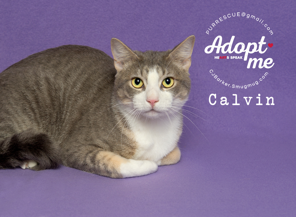Calvin, an adoptable Domestic Short Hair in Pearland, TX, 77584 | Photo Image 2