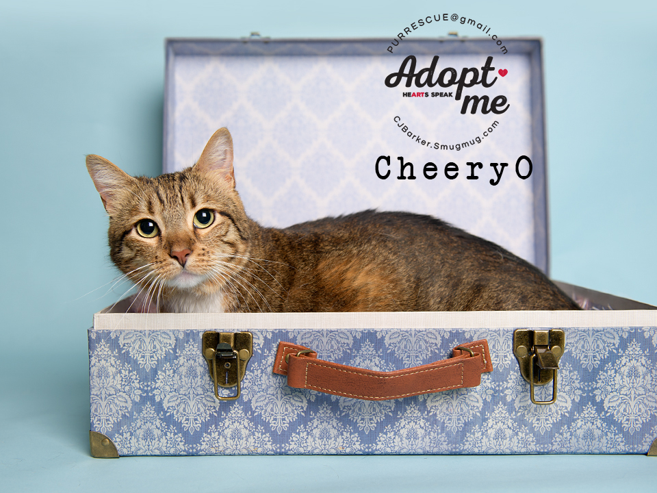 Cheery O, an adoptable Domestic Short Hair in Pearland, TX, 77584 | Photo Image 2
