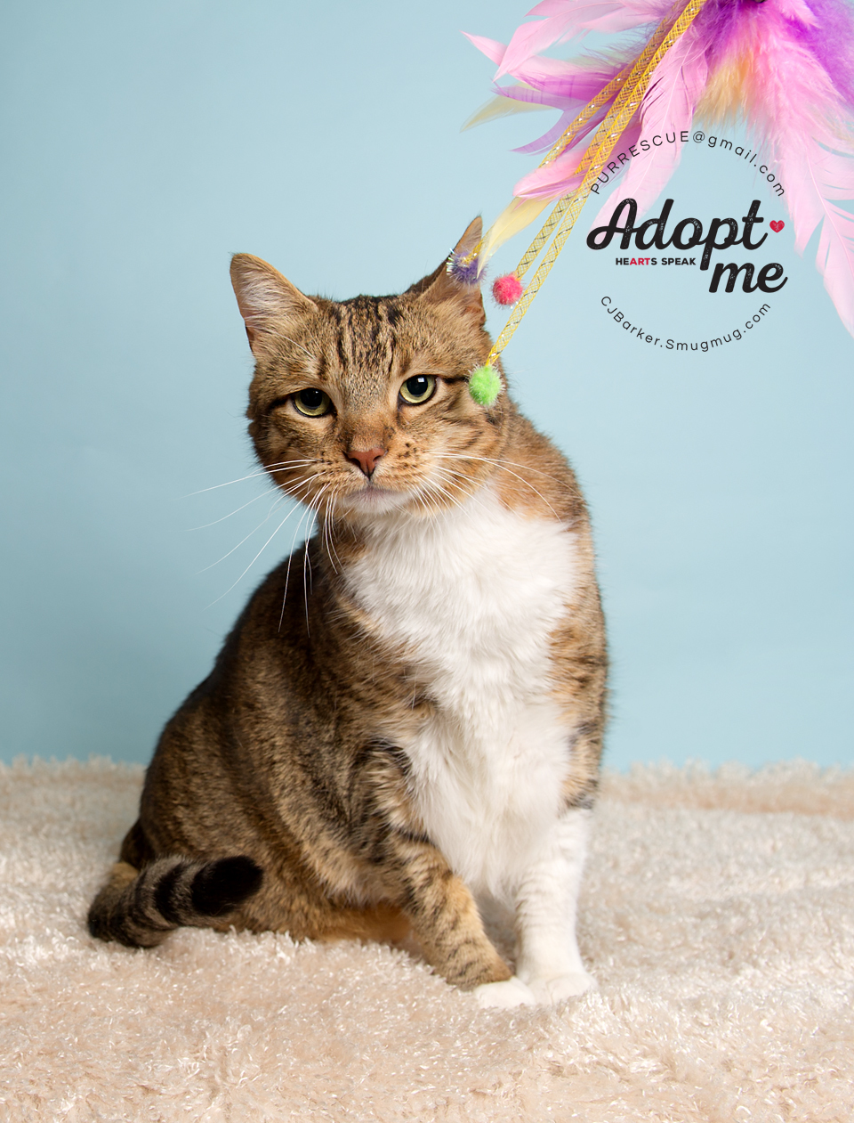 Cheery O, an adoptable Domestic Short Hair in Pearland, TX, 77584 | Photo Image 1