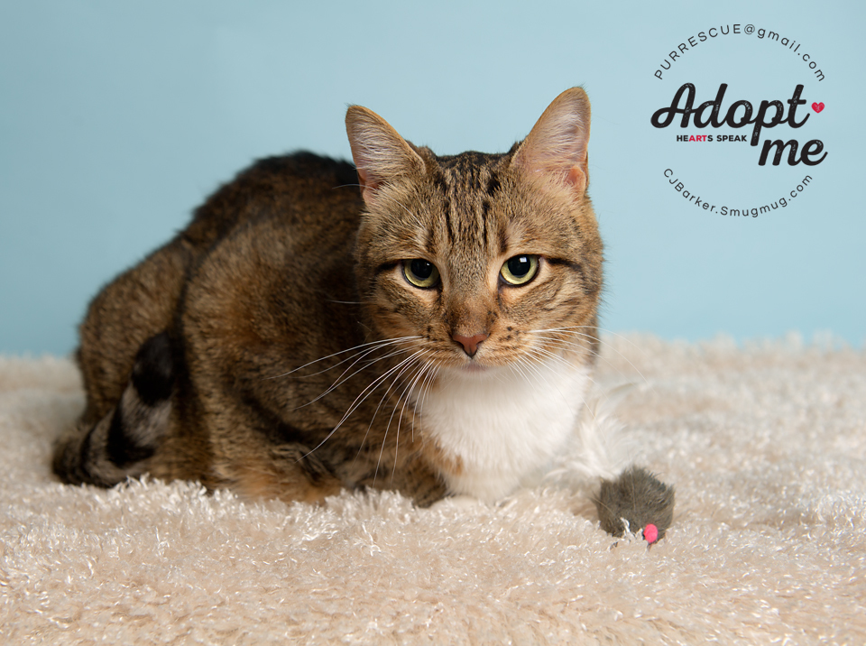 Cheery O, an adoptable Domestic Short Hair in Pearland, TX, 77584 | Photo Image 6