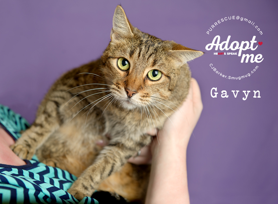 Gavyn, an adoptable Domestic Short Hair in Pearland, TX, 77584 | Photo Image 2