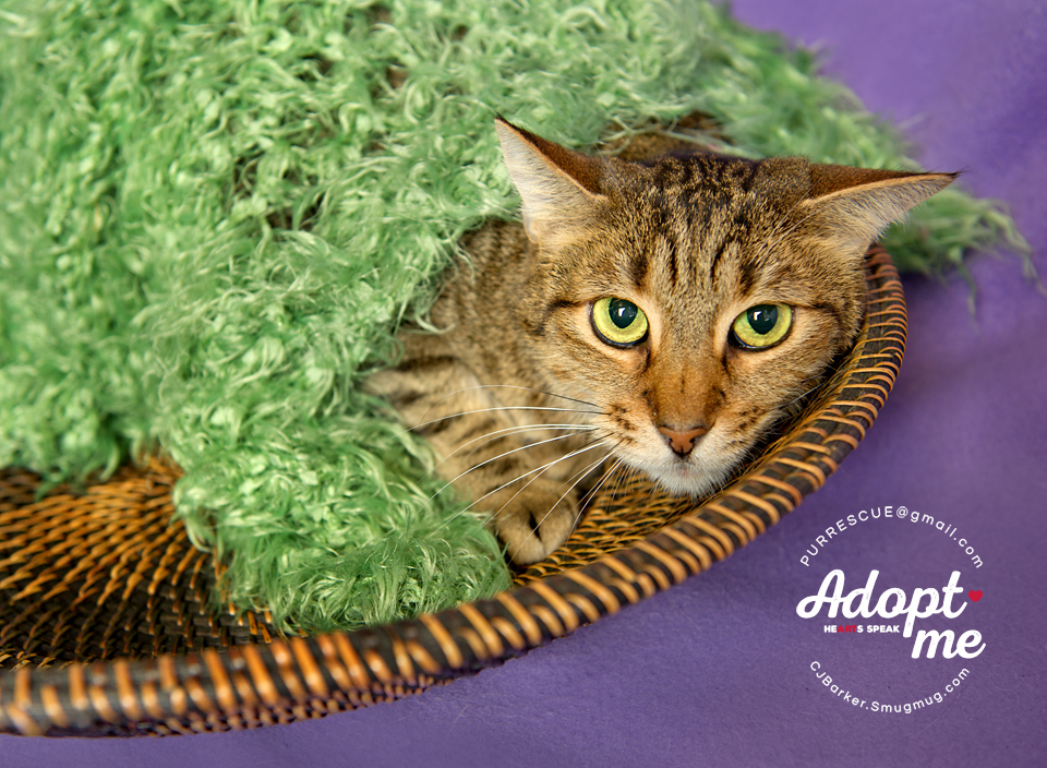 Gavyn, an adoptable Domestic Short Hair in Pearland, TX, 77584 | Photo Image 1