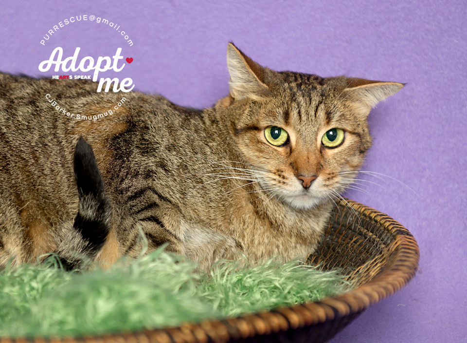 Gavyn, an adoptable Domestic Short Hair in Pearland, TX, 77584 | Photo Image 3