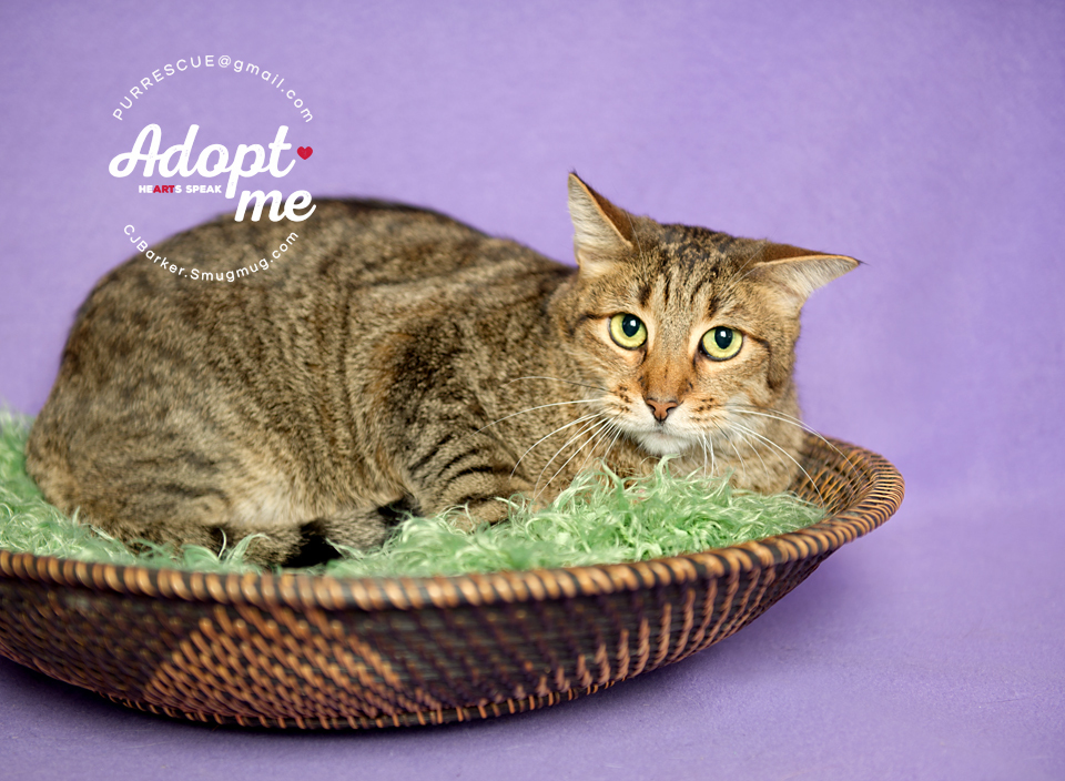 Gavyn, an adoptable Domestic Short Hair in Pearland, TX, 77584 | Photo Image 4