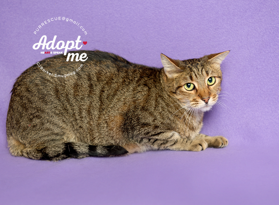 Gavyn, an adoptable Domestic Short Hair in Pearland, TX, 77584 | Photo Image 5