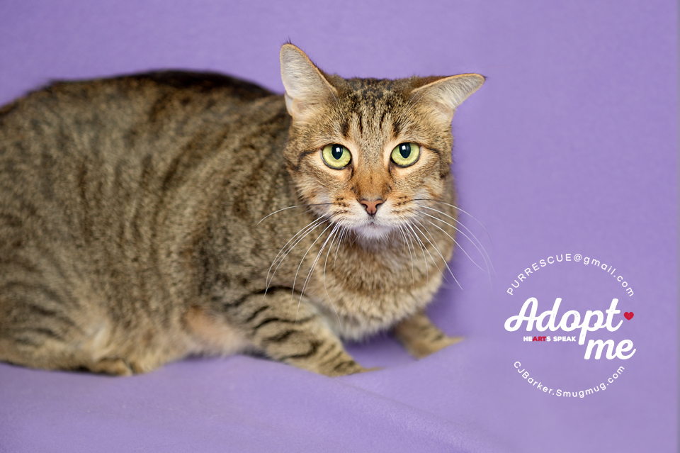 Gavyn, an adoptable Domestic Short Hair in Pearland, TX, 77584 | Photo Image 6